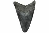 Fossil Megalodon Tooth - South Carolina #310066-1